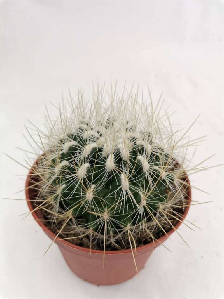 Thelocactus Macdowellii