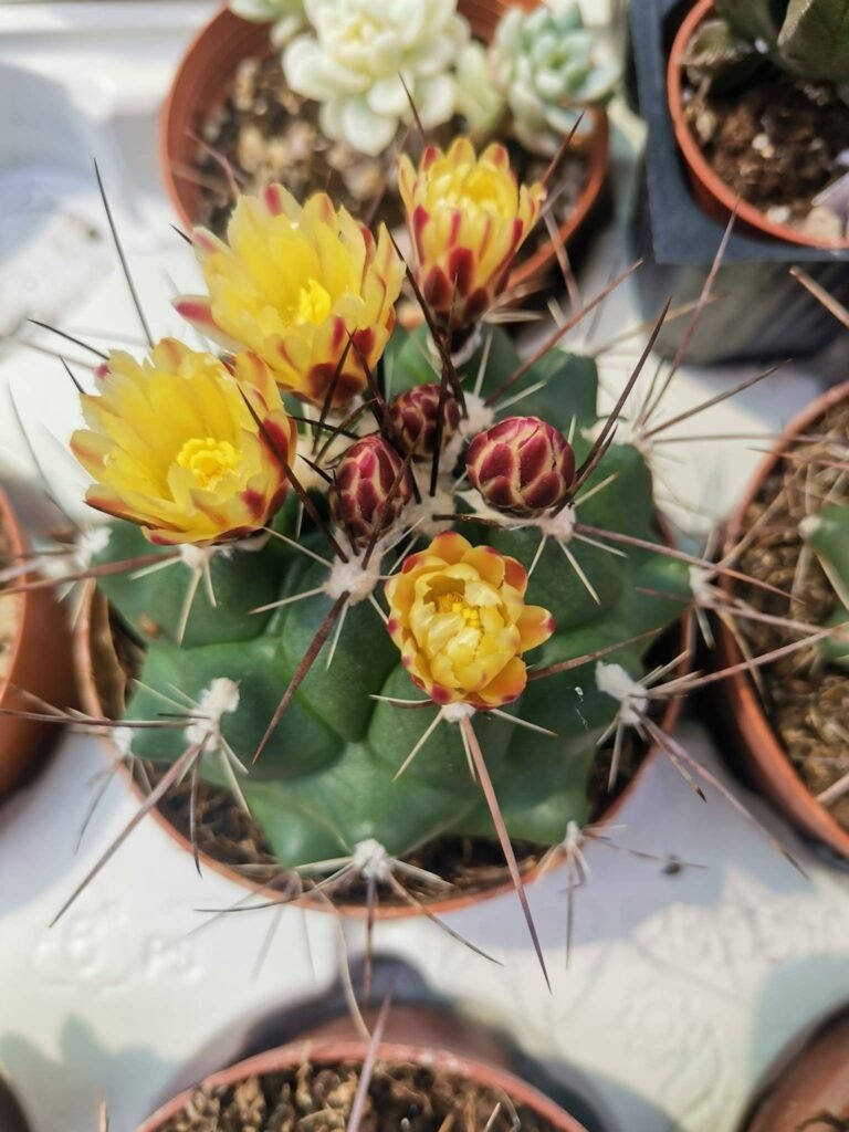 Thelocactus Rinconensis
