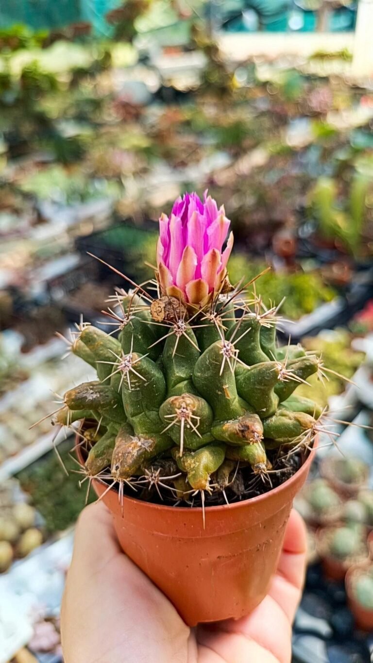 Thelocactus Rinconensis