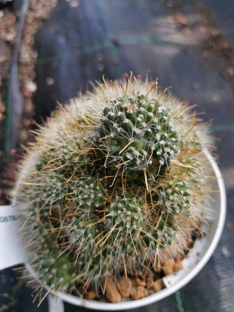 Toumeya Papyracantha x Echinocereus Knippelianus hybrid