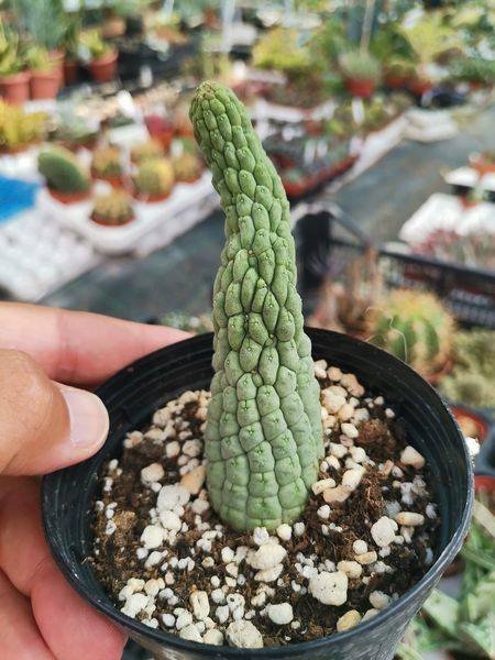 Larryleachia Cactiformis o Trichocaulon