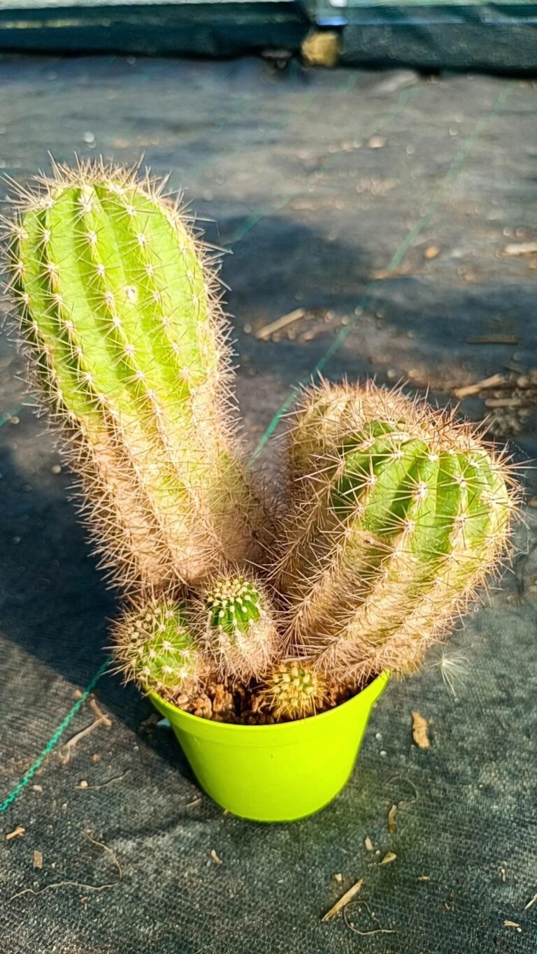 Trichocereus Hybrid grandiflorus