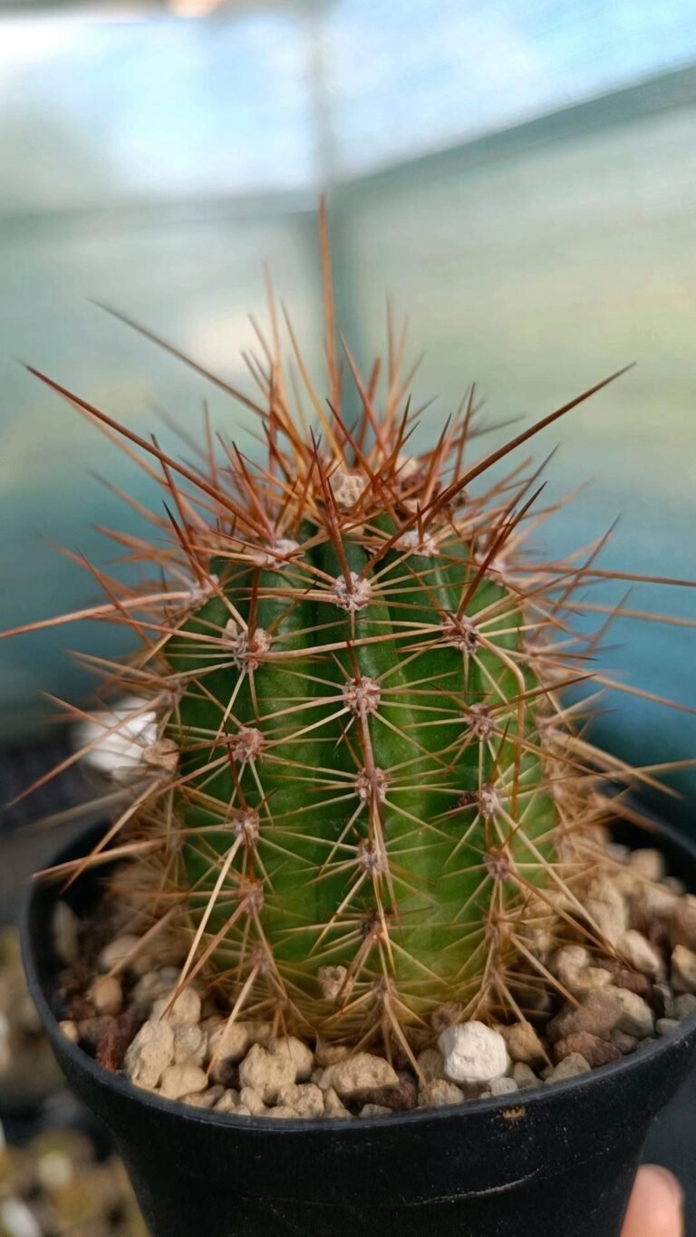 Trichocereus Super Gelbe x cantora orange