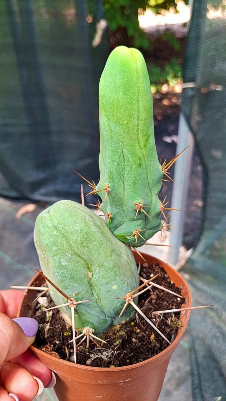 Trichocereus Bridgesii Mostruoso