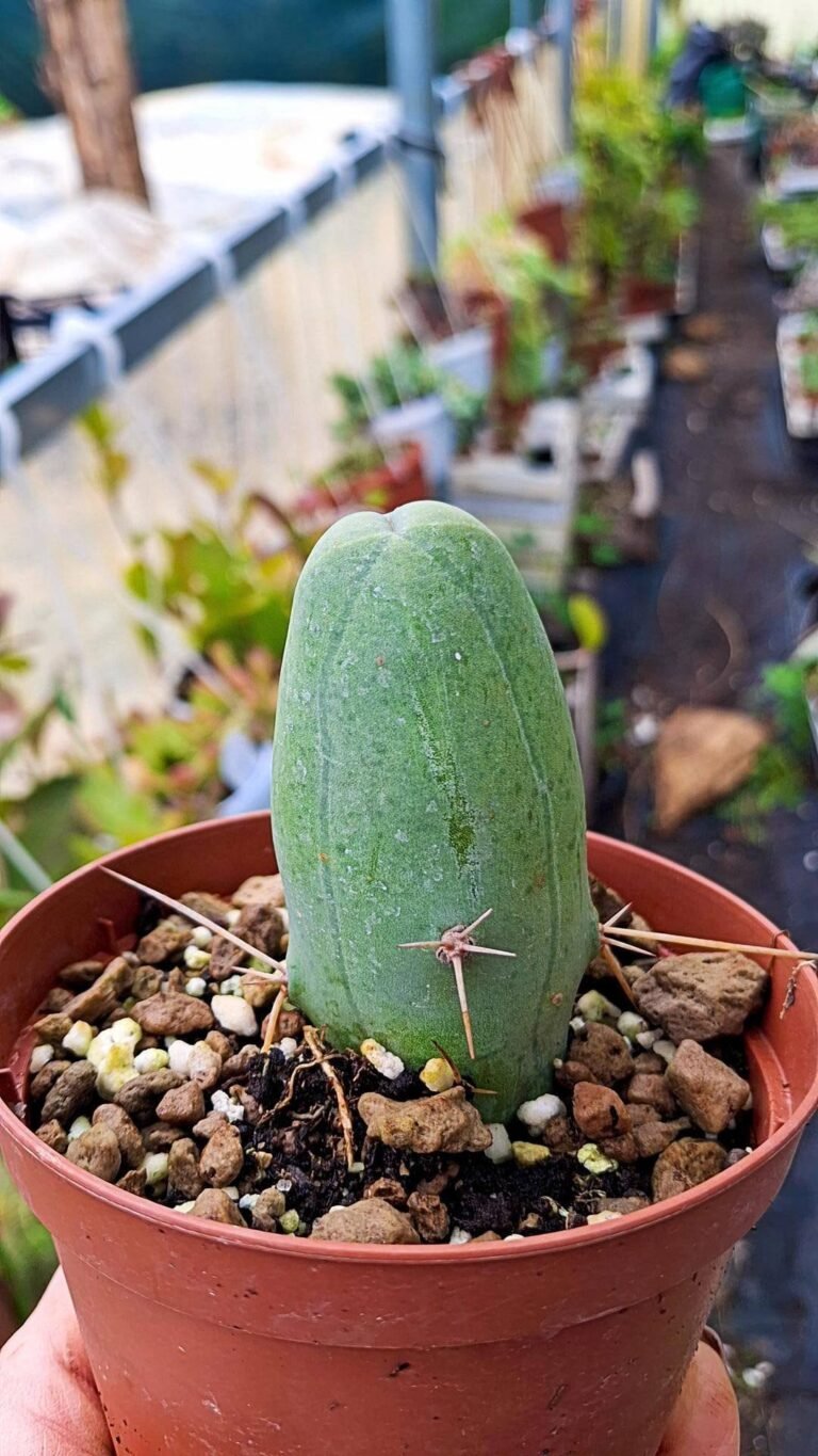 Trichocereus Bridgesii Mostruoso