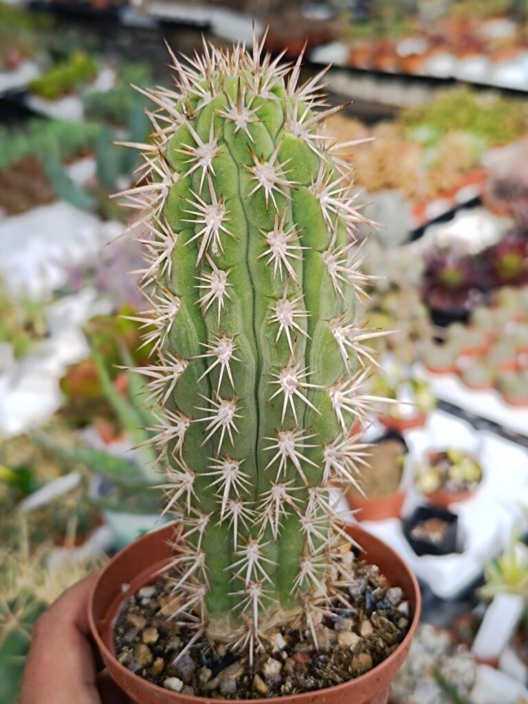 Trichocereus Chiloensis
