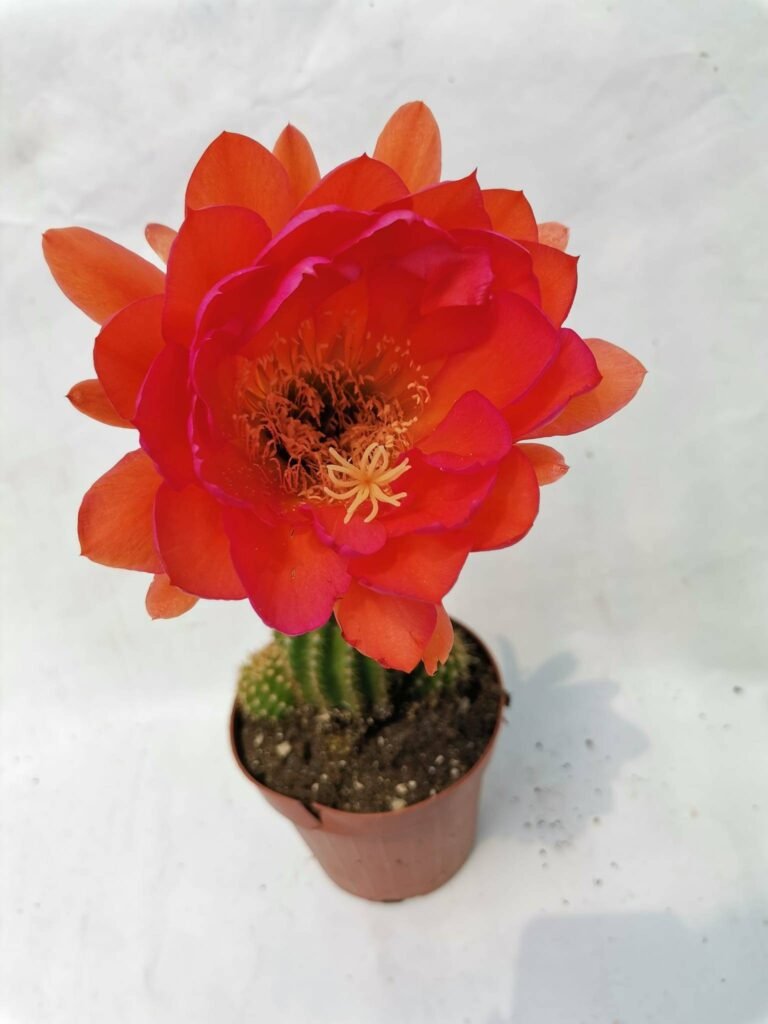 Trichocereus Grandiflorus hybrid accestito e in fioritura (arancio sfumature rosa)