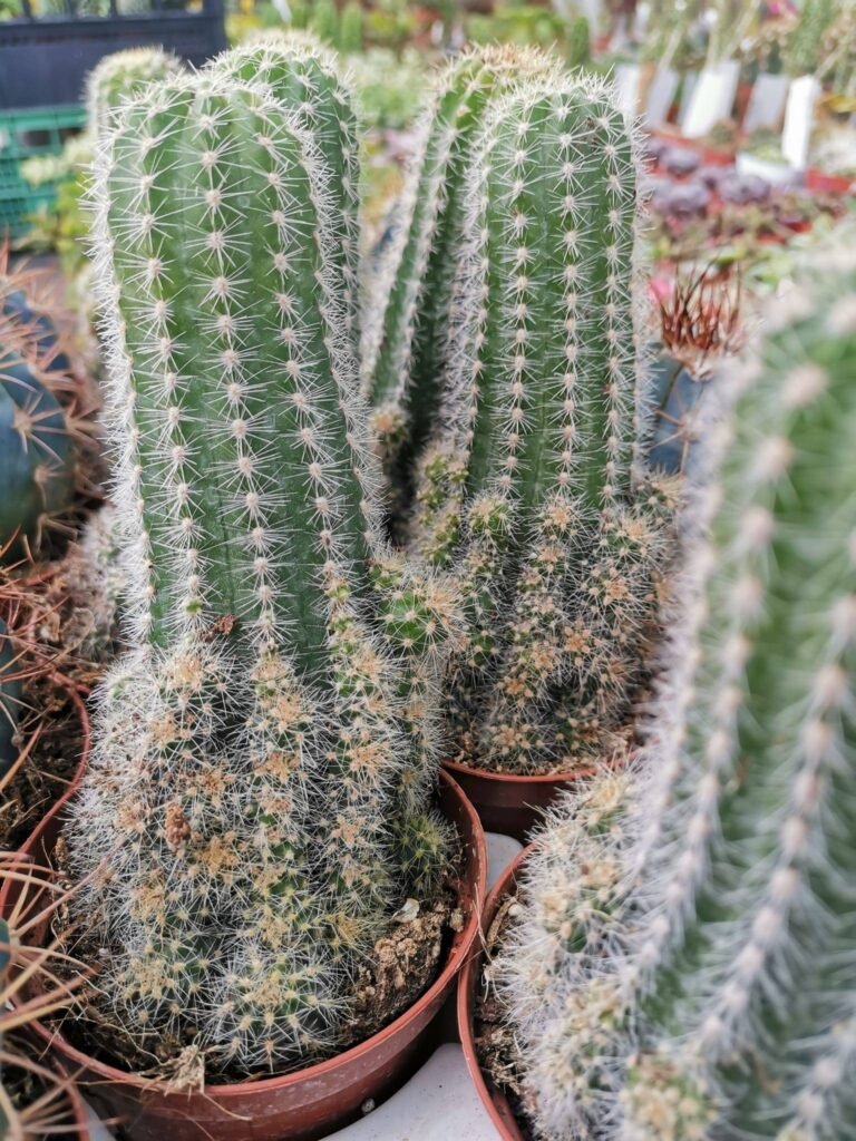 Trichocereus Huascha