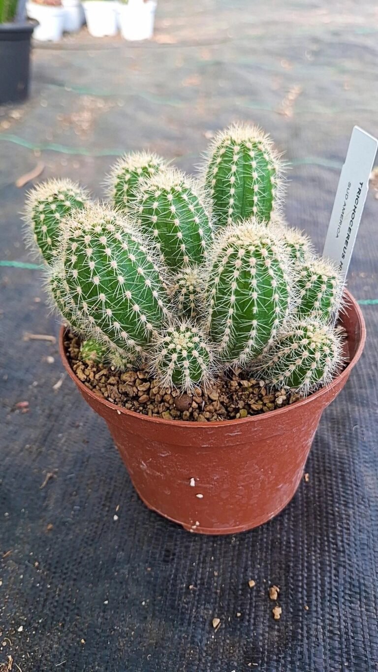 Trichocereus Huascha