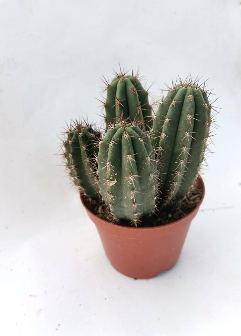Trichocereus Pachanoi
