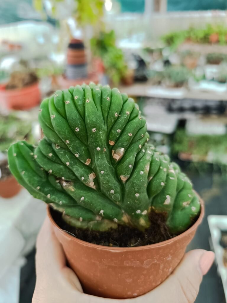 Trichocereus Pachanoi Crestato
