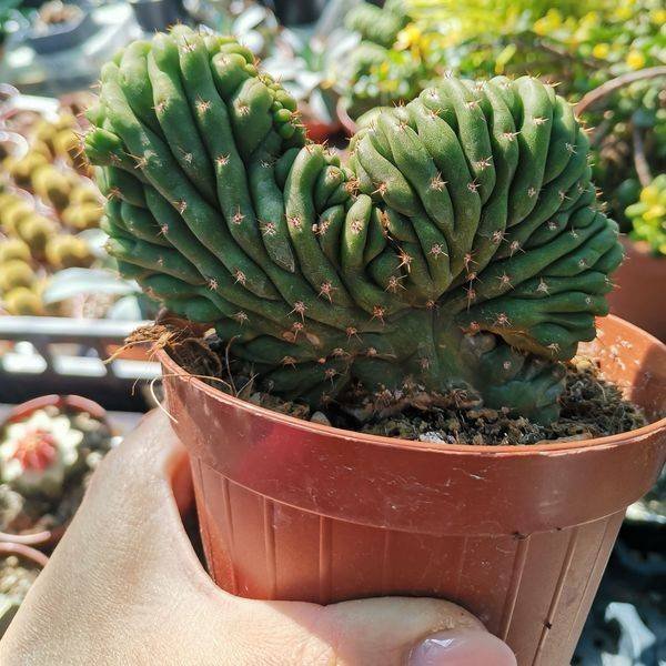 Trichocereus Pachanoi Crestato