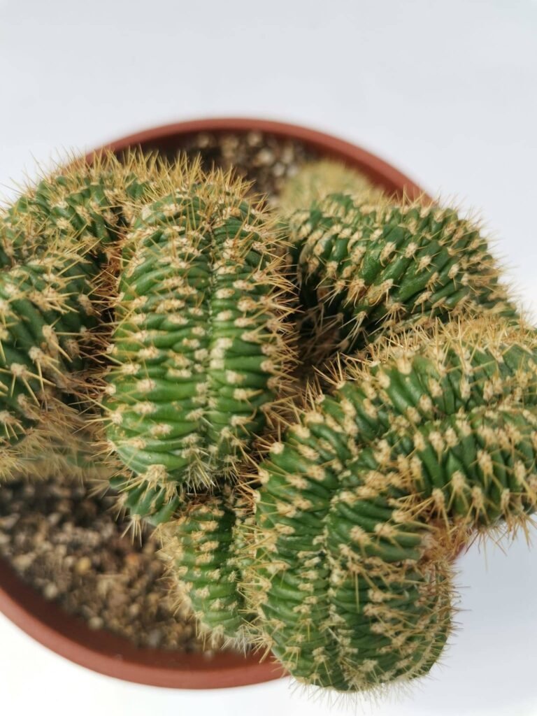 Trichocereus sp Crestata
