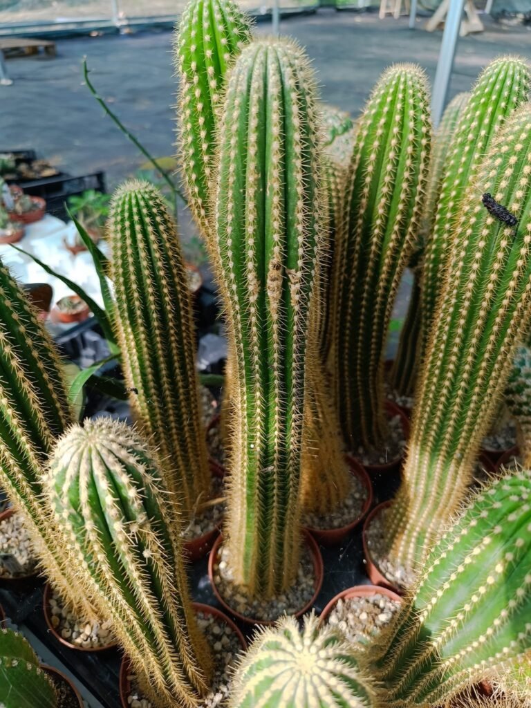Trichocereus Spachianus