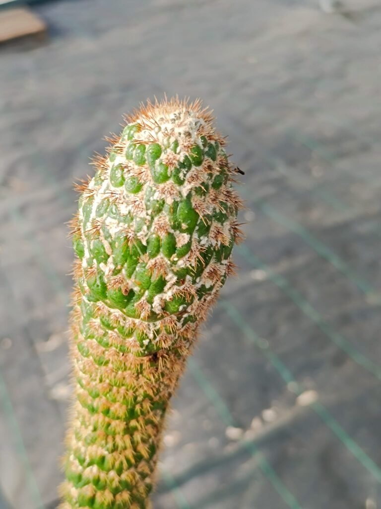 Trichocereus Spachianus f. Supermostruosa