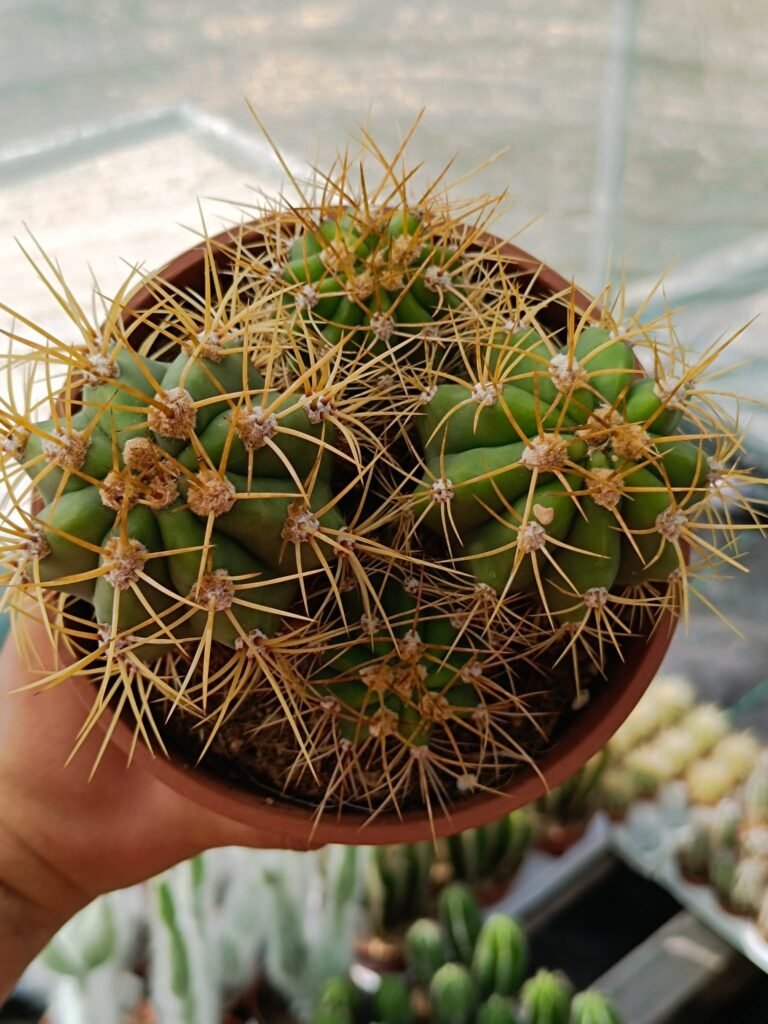 Trichocereus Therscheckii
