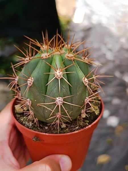 Trichocereus Therscheckii