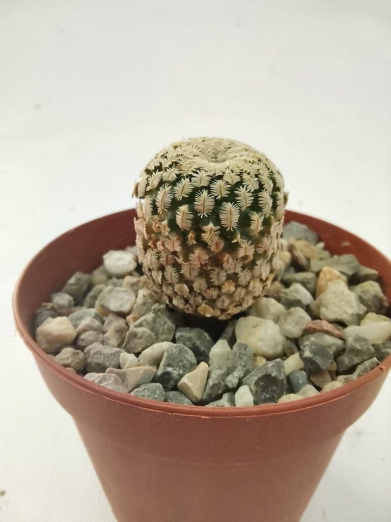 Turbinicarpus Pseudopectinatus v. Rubriflora