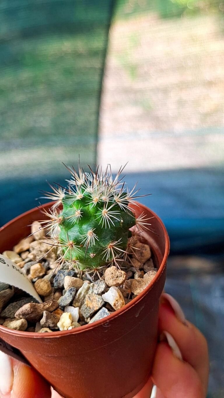 Turbinicarpus Roseiflorus