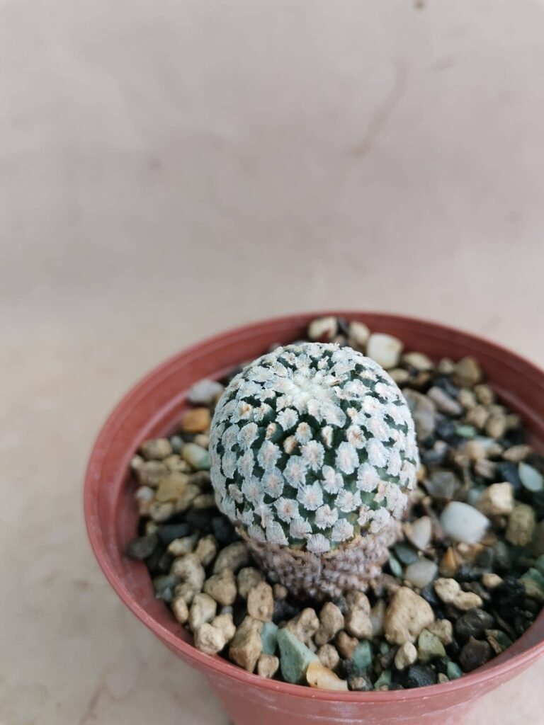 Turbinicarpus Valdezianus