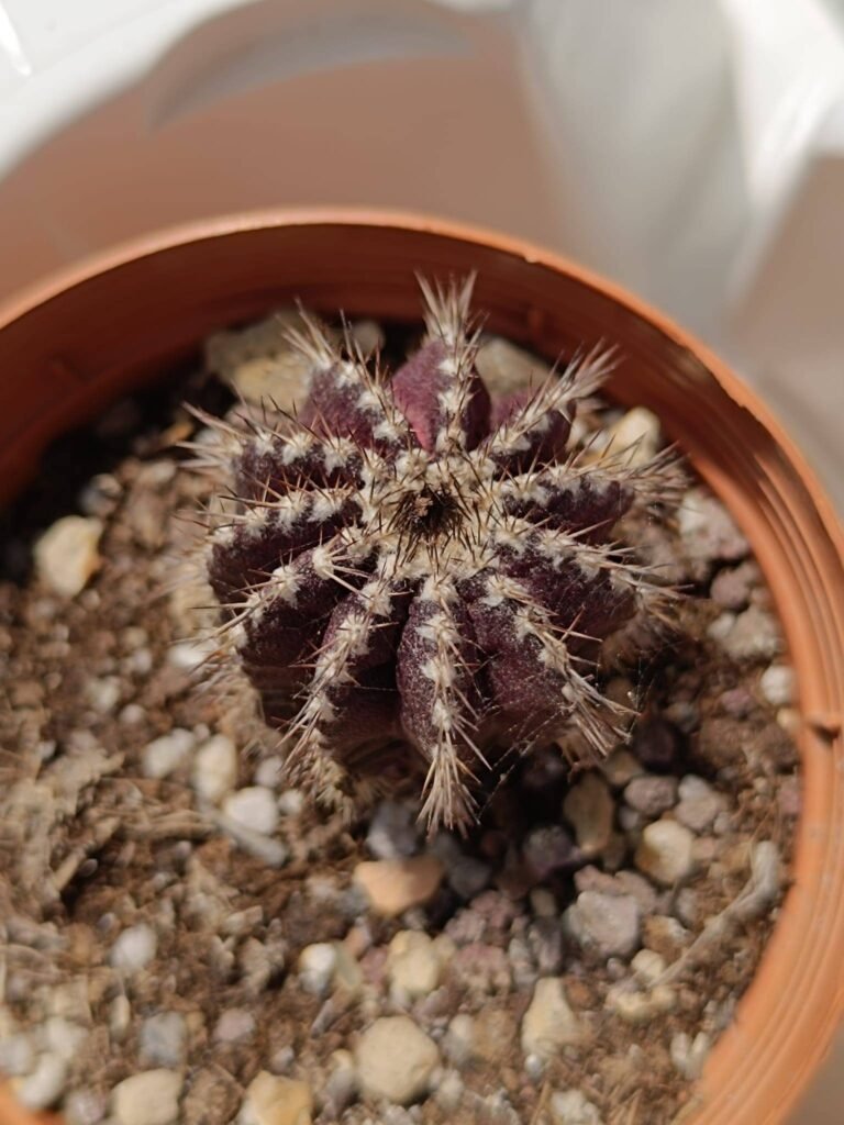 Uebelmannia Pectinifera