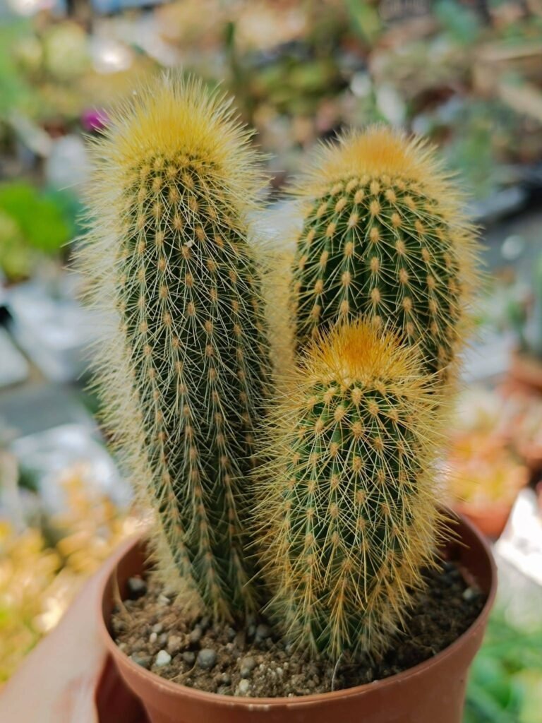 Vatricania Guentheri