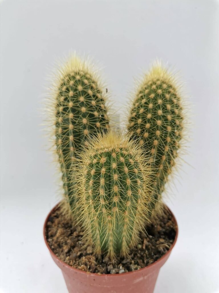 Vatricania Guentheri