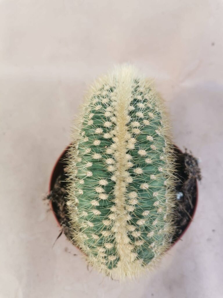 Vatricania Guentheri Crestata