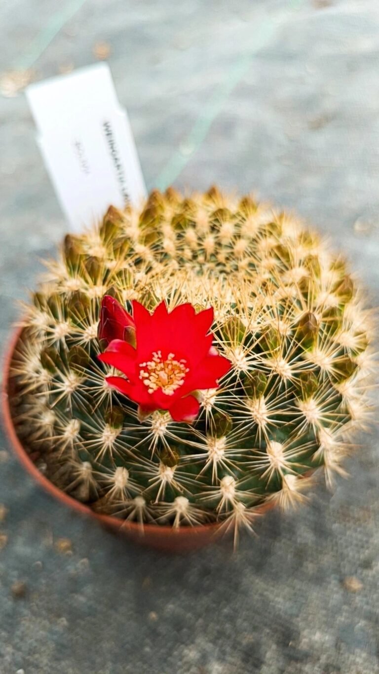 Weingartia Lanata
