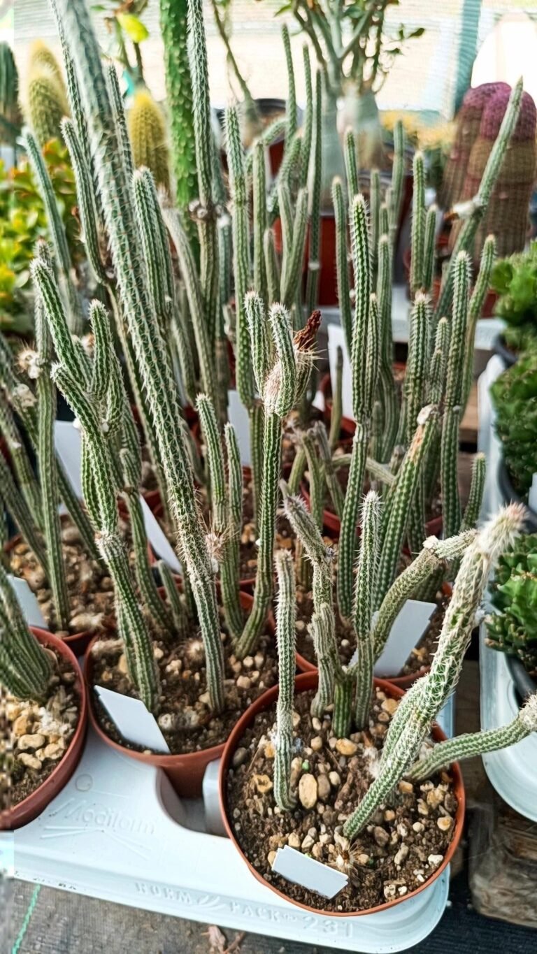 Wilcoxia Poselgeri