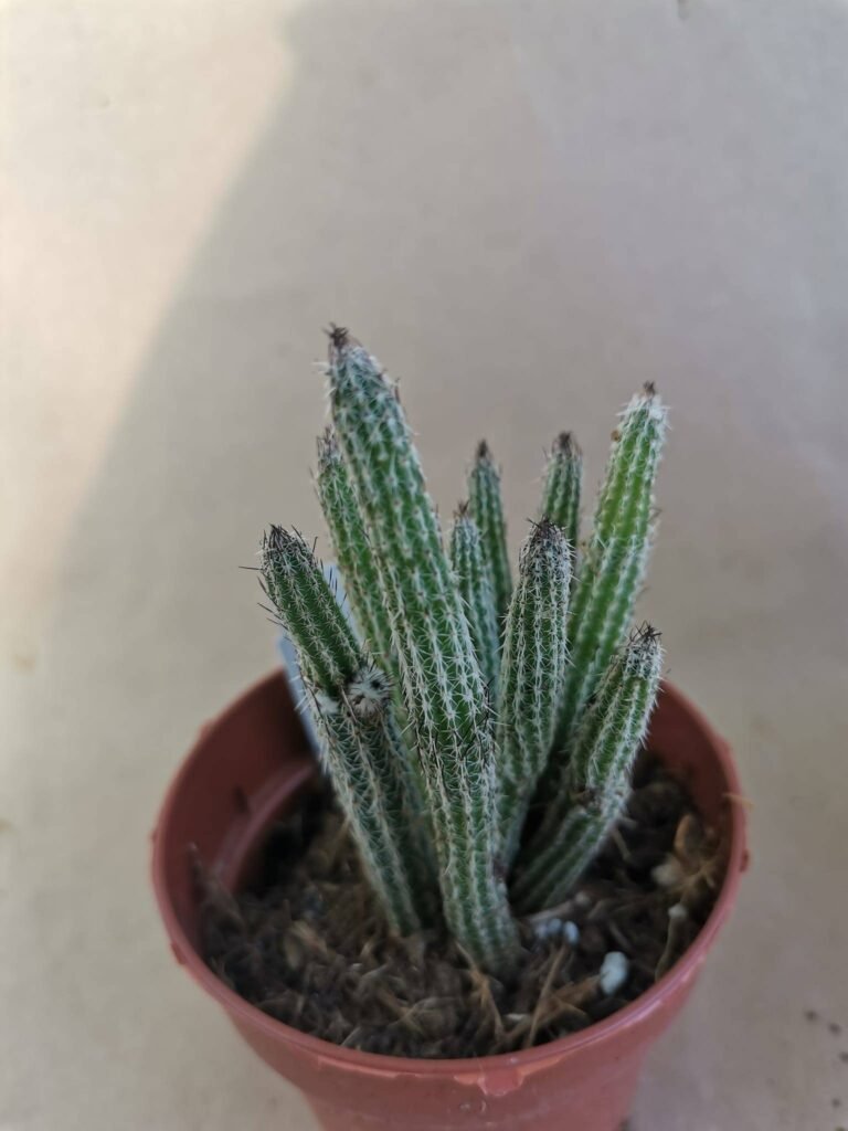 Wilcoxia Poselgeri