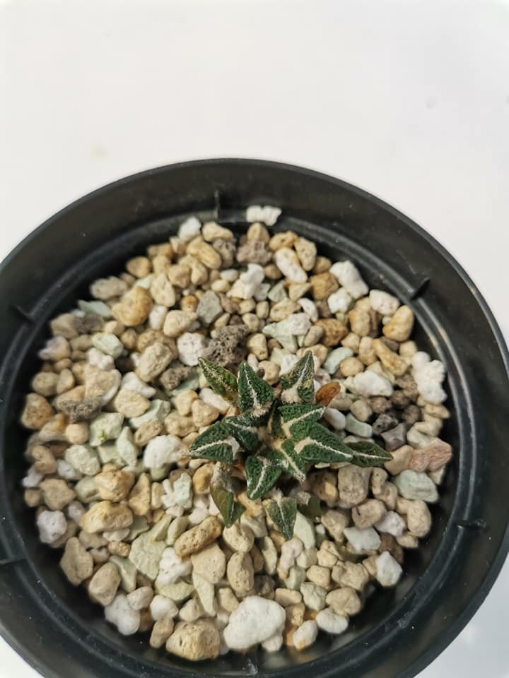 Ariocarpus Kotschoubeyanus v. Elephantidens