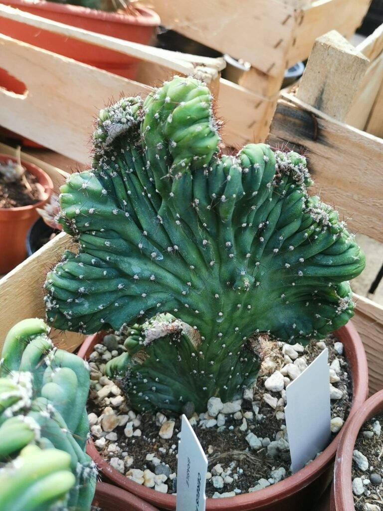 Cereus peruvianus f. Coral crestata