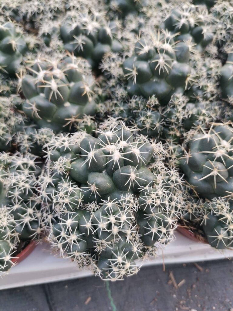 Coryphantha Andreae