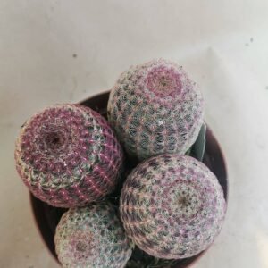Echinocereus Rigidissimus Rubrispina