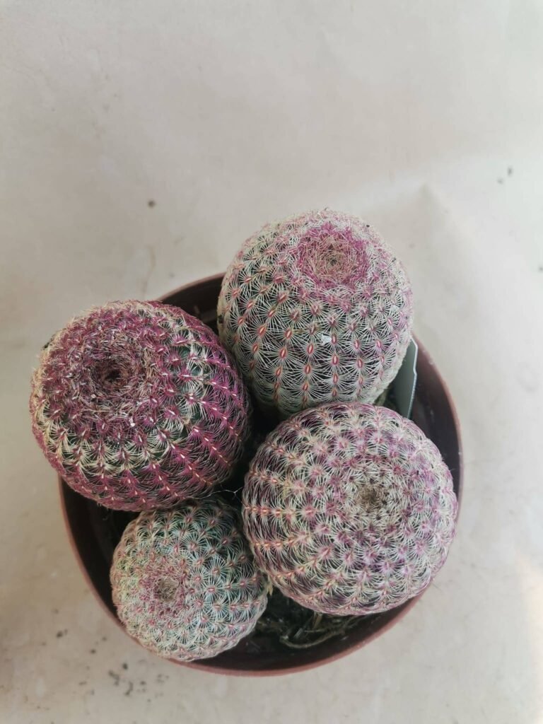 Echinocereus Rigidissimus Rubrispina