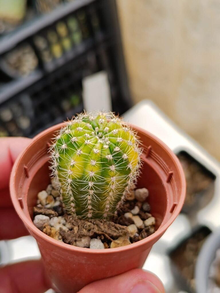 echinopsis Hybrid variegata 757
