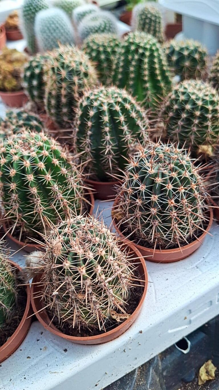 Echinopsis hybrid