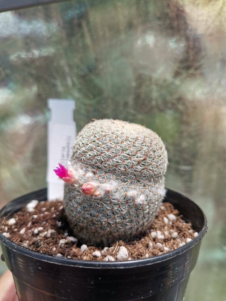 mammillaria Huitzilopochtli