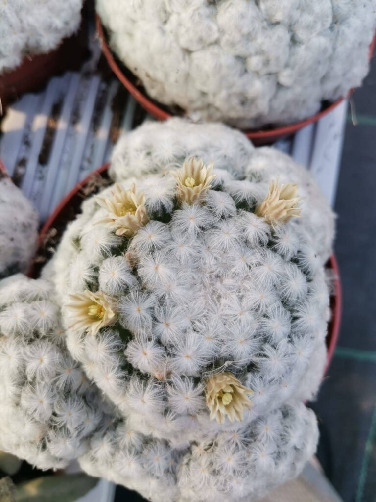 Mammillaria Plumosa