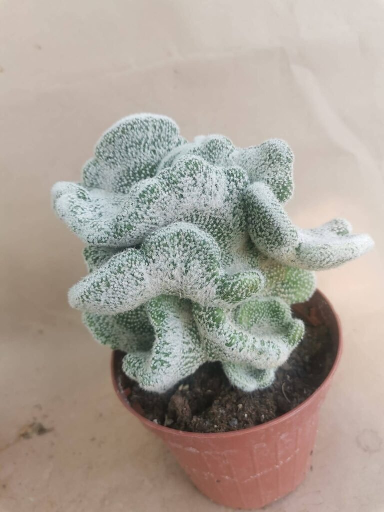 Mammillaria sp Crestata innestata