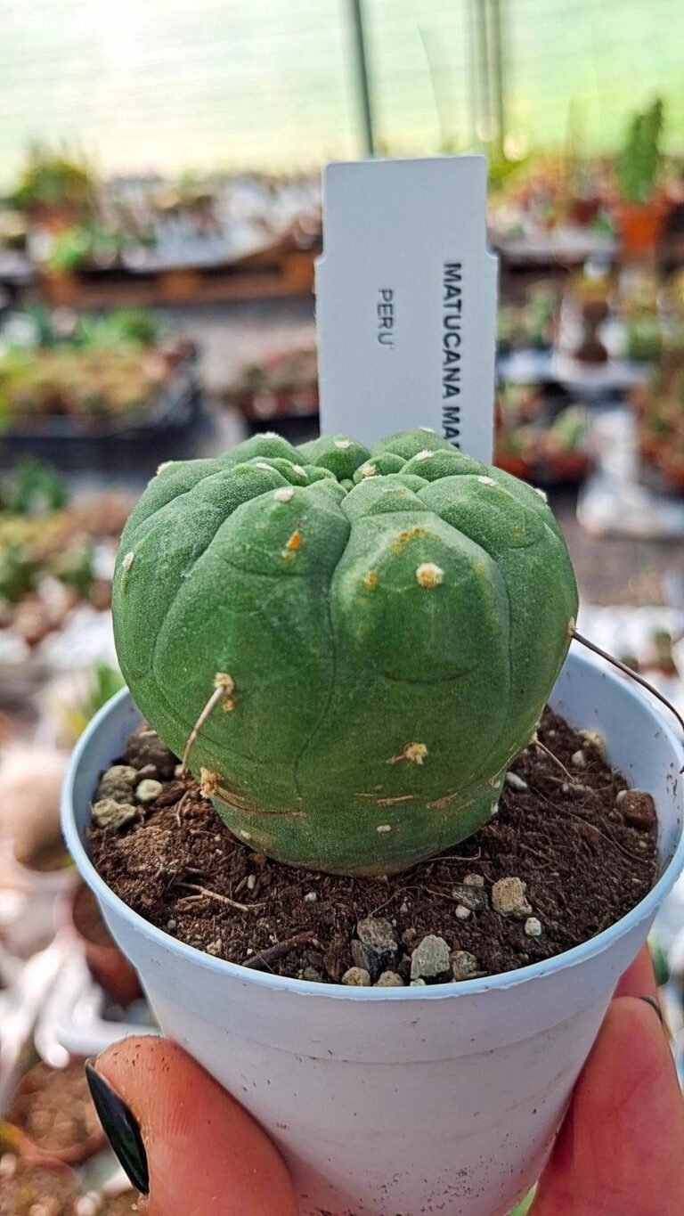 Matucana Madisoniorum
