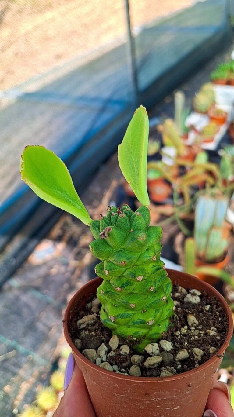 Monadenium Ritchiei Variegata