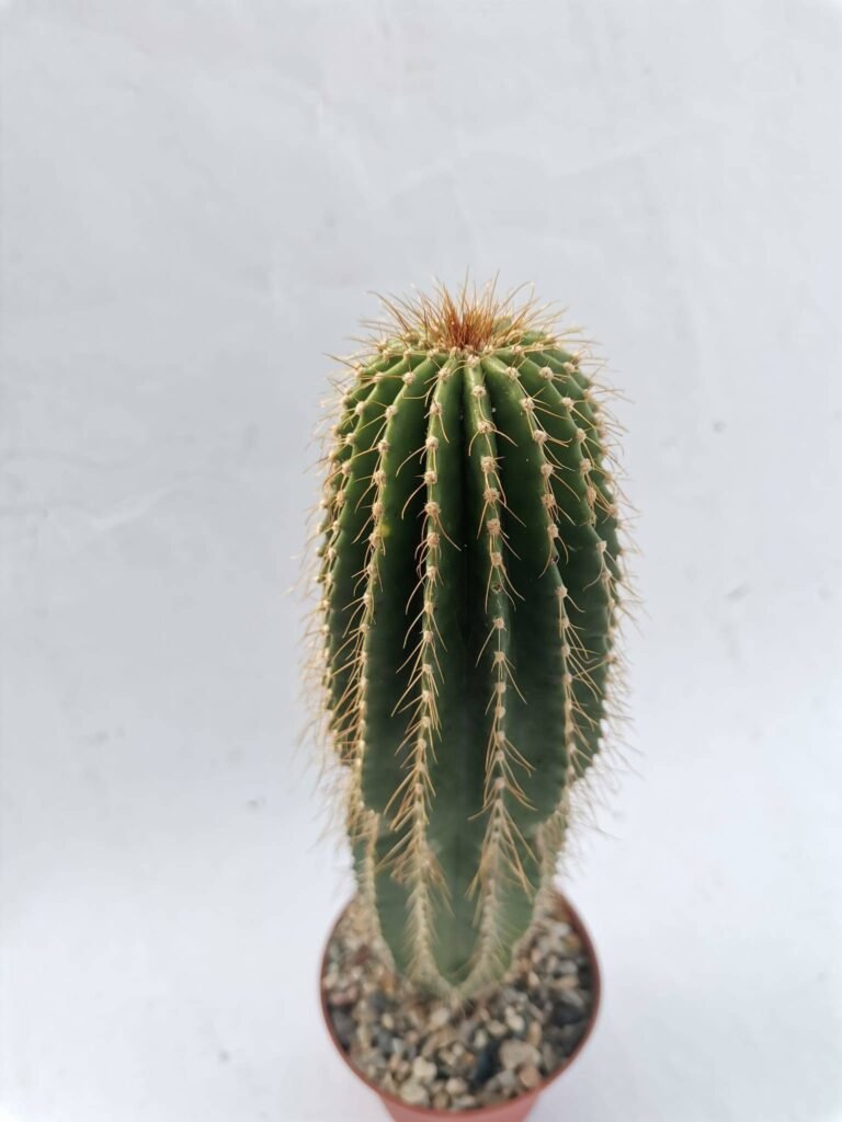 Neobuxbaumia Polylopha
