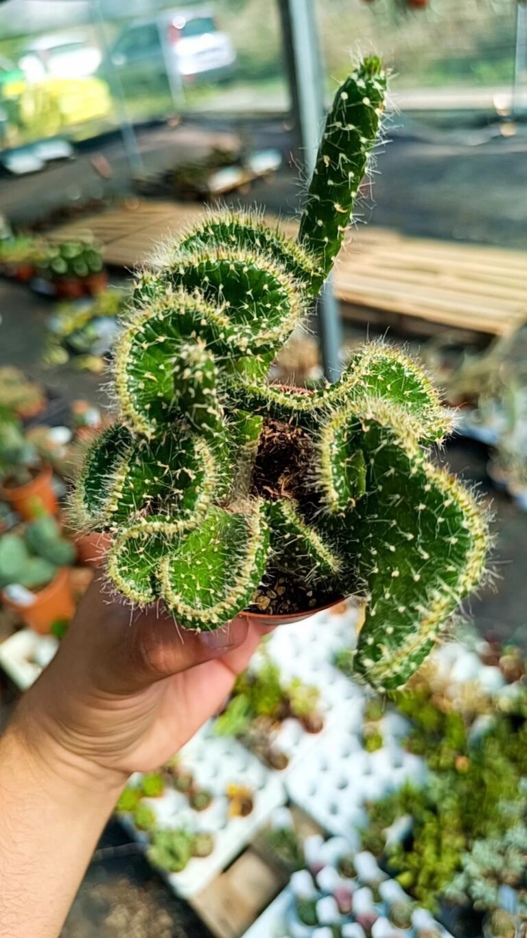 Opuntia Cylindrica Crestata