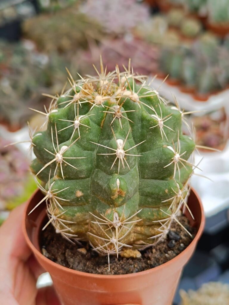 Thelocactus Sp