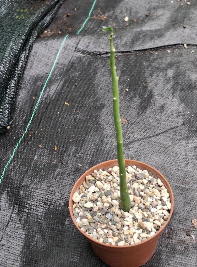 Adenia Venenata Africa