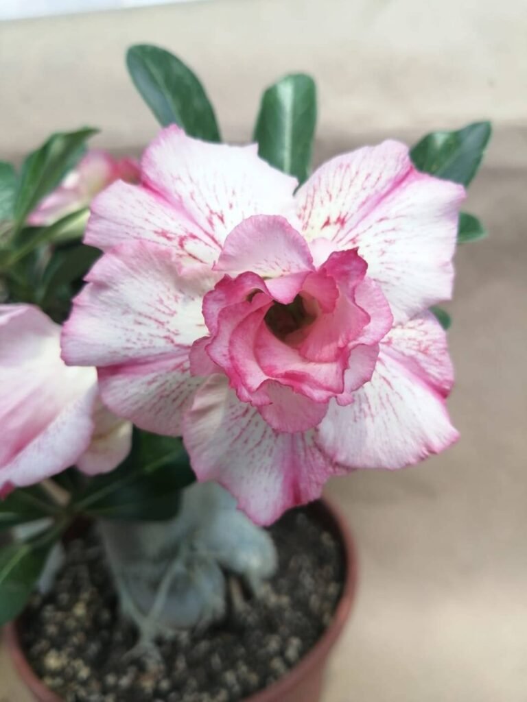 Adenium Arabicum