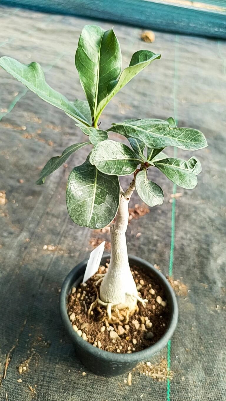 Adenium Obesum