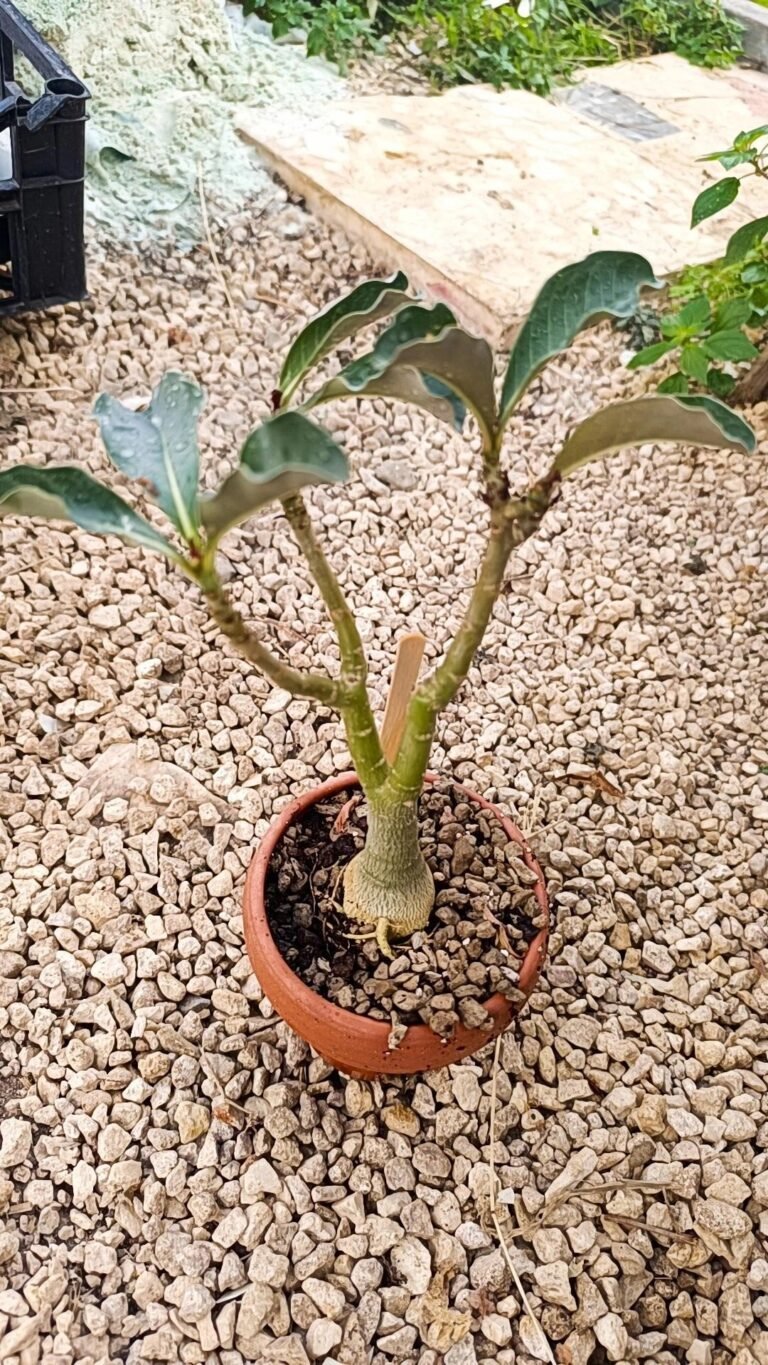 Adenium obesum